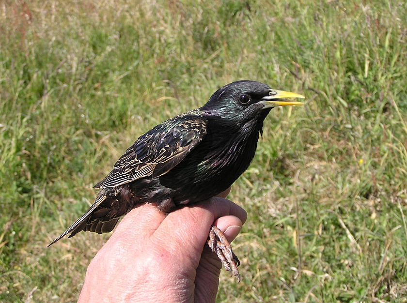 Common Starling, Sundre 20080602